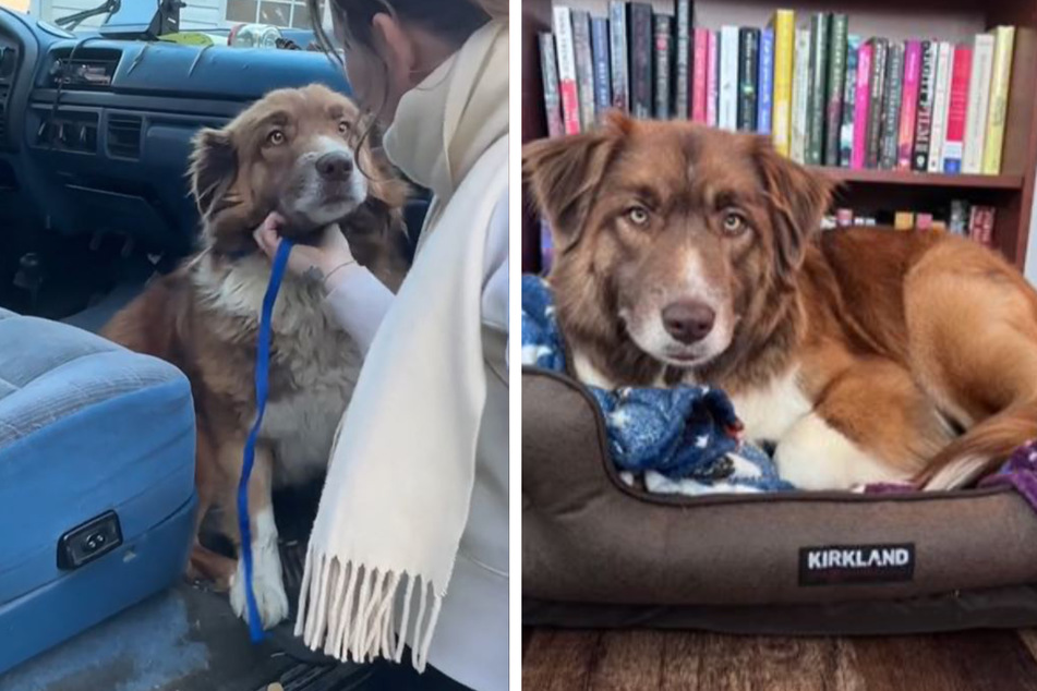 Lucky Lucy the dog got a new home just in time for Christmas!