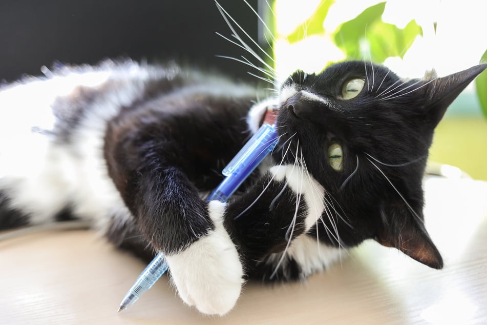 Why does my cat eat plastic and what can I do about it?