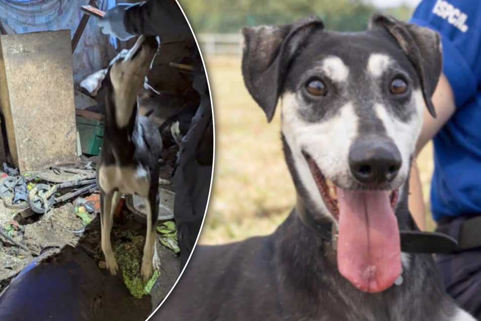 Dog was kept in darkness for years – now, he's made a stunning transformation