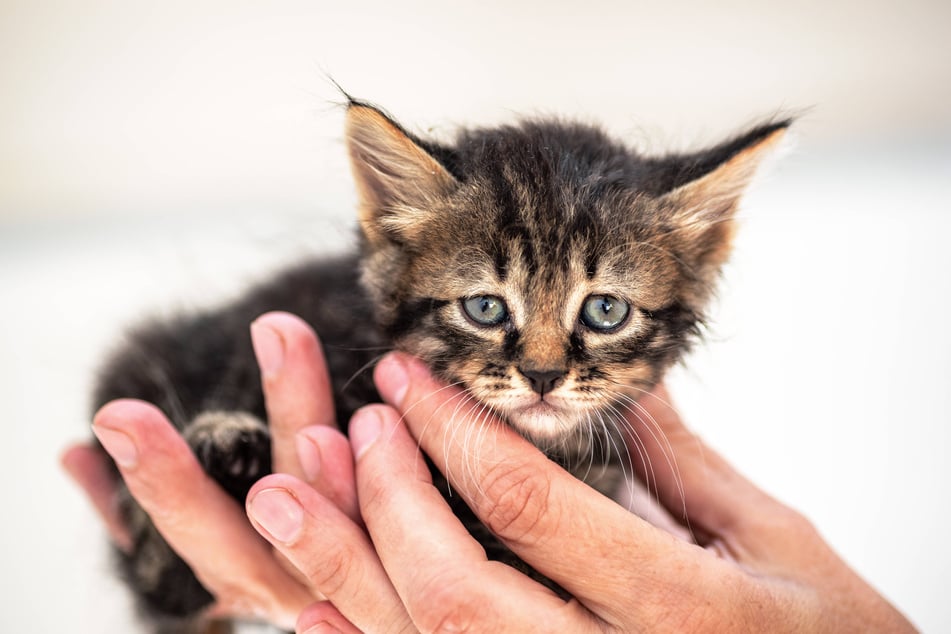 When sad things happen, do cats actually cry, is that possible?