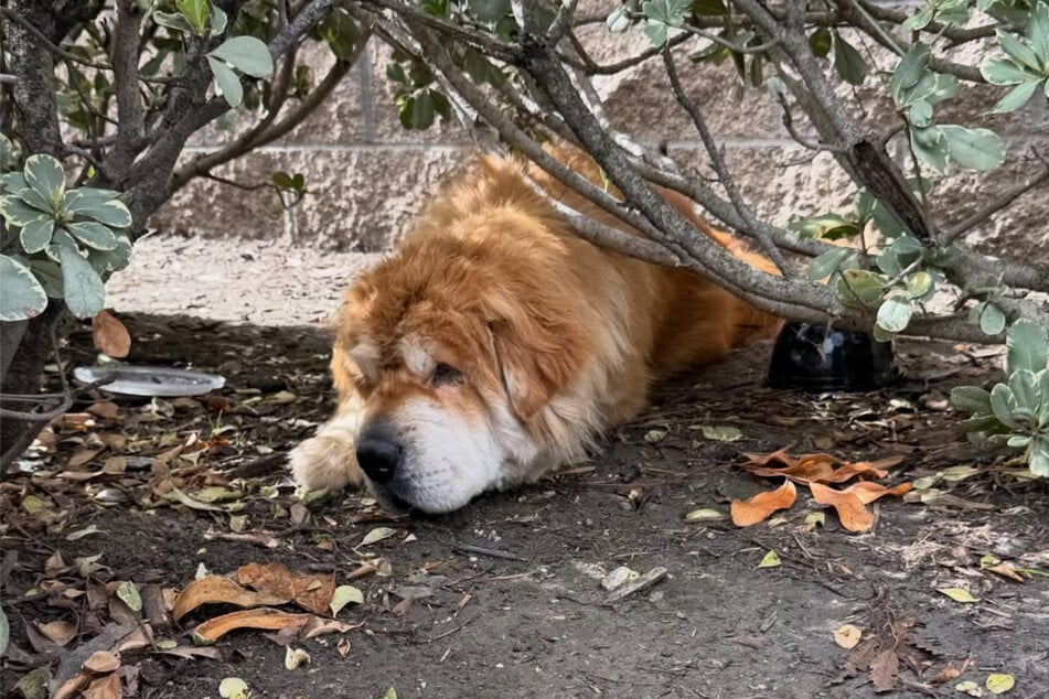 Suzette Hall could hardly hold back the tears after discovering this beautiful doggo half-dead by the side of a busy road.