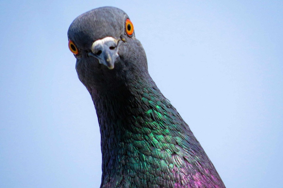 While pigeons are now mostly reviled as dirty city pests these days, they have long played an important role in human society – and this research proves it!