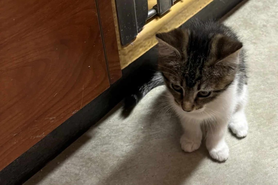 Kitten cries after sibling is adopted without her