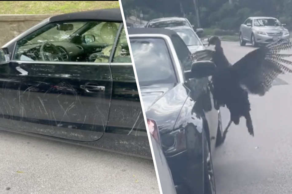 Aggressive turkey takes inexplicable road rage out on sports car in absurd viral video