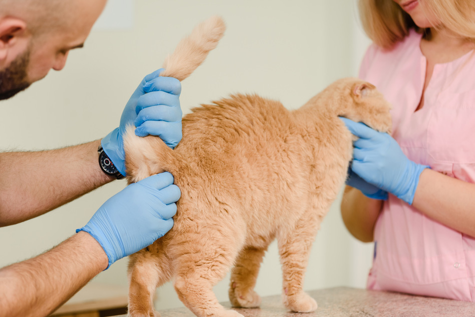 If the cat compulsively tries to chase its tail, you should take it to the vet.