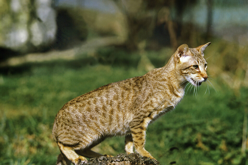 Many people believe that the Egyptian mau is the fastest domestic cat in the world.