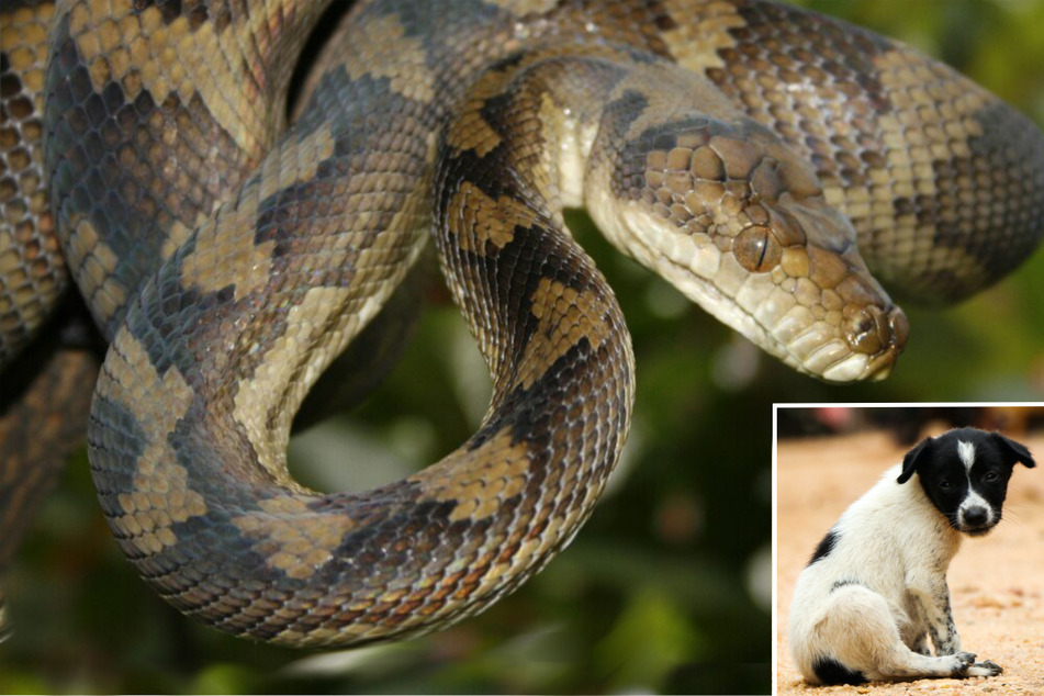 Snake strangles dog as epic fight of bravery steps in