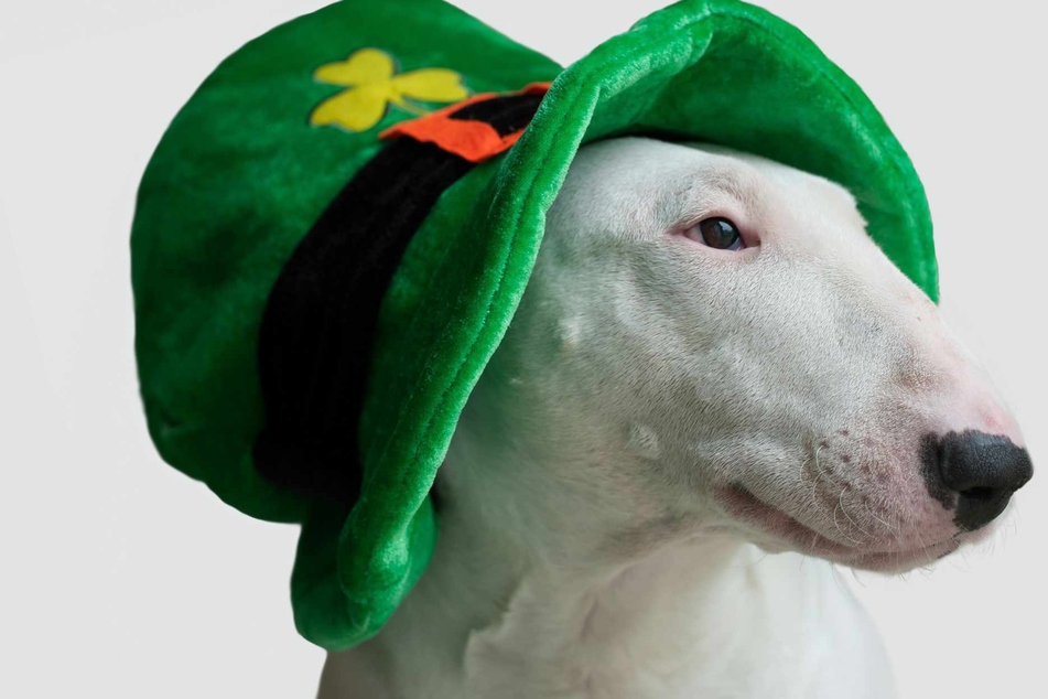 New York City St. Patrick's pet adoption event lets you "adopt a lucky charm"
