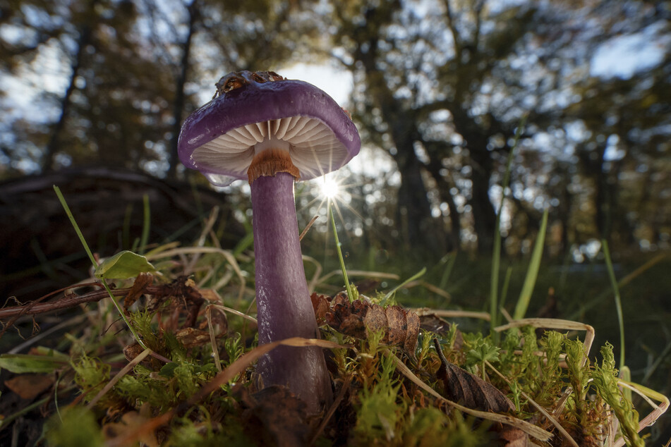 Vast fungal webs form underground trading systems to exchange nutrients with plant roots, acting as critical climate regulators.