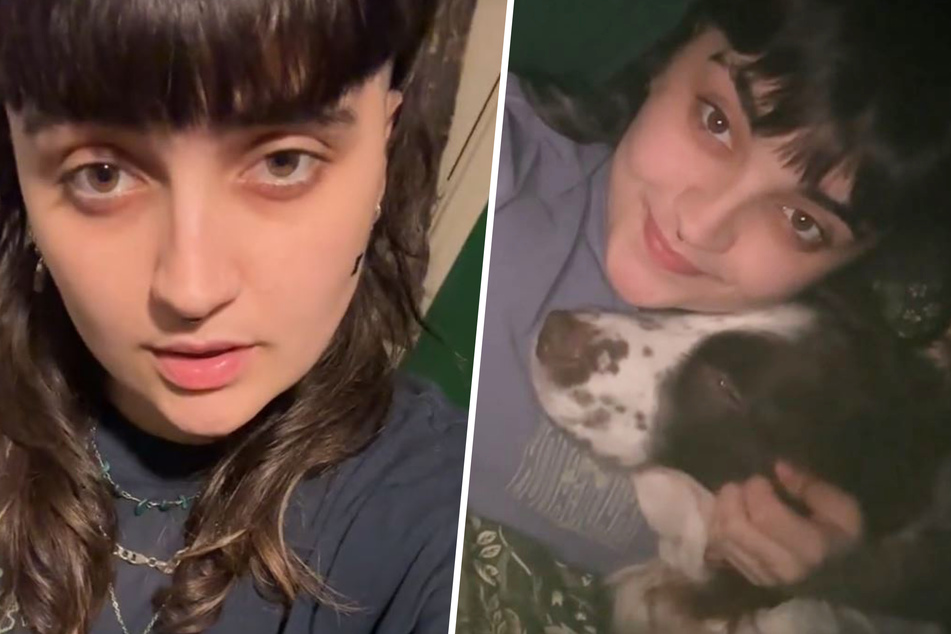 Springer spaniels are known to be particularly needy dogs, and Watson is no exception, as a viral TikTok from his owner Liv proves!