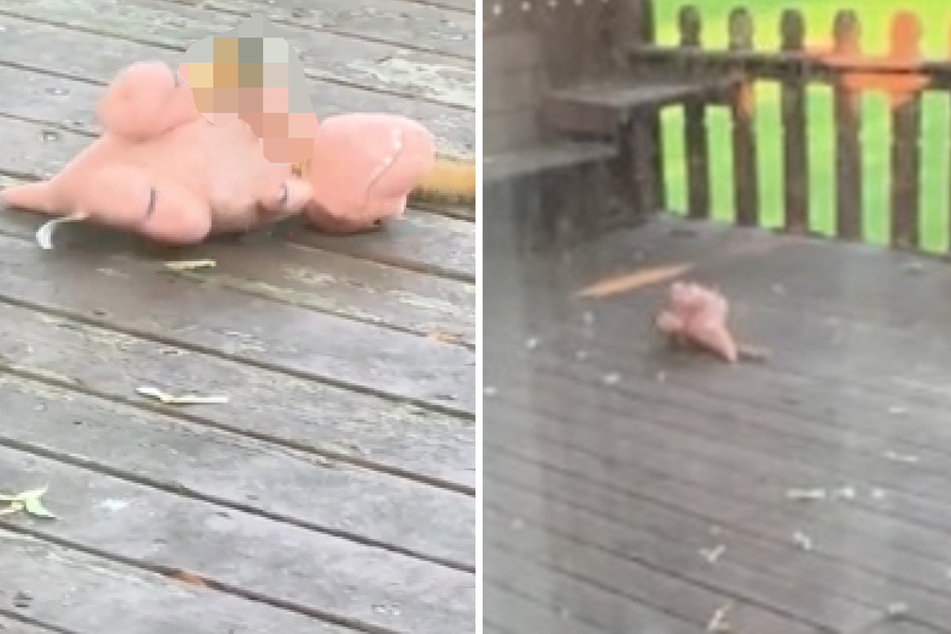 Dog toy switch up! Reddit user does double take over curious animal playmate
