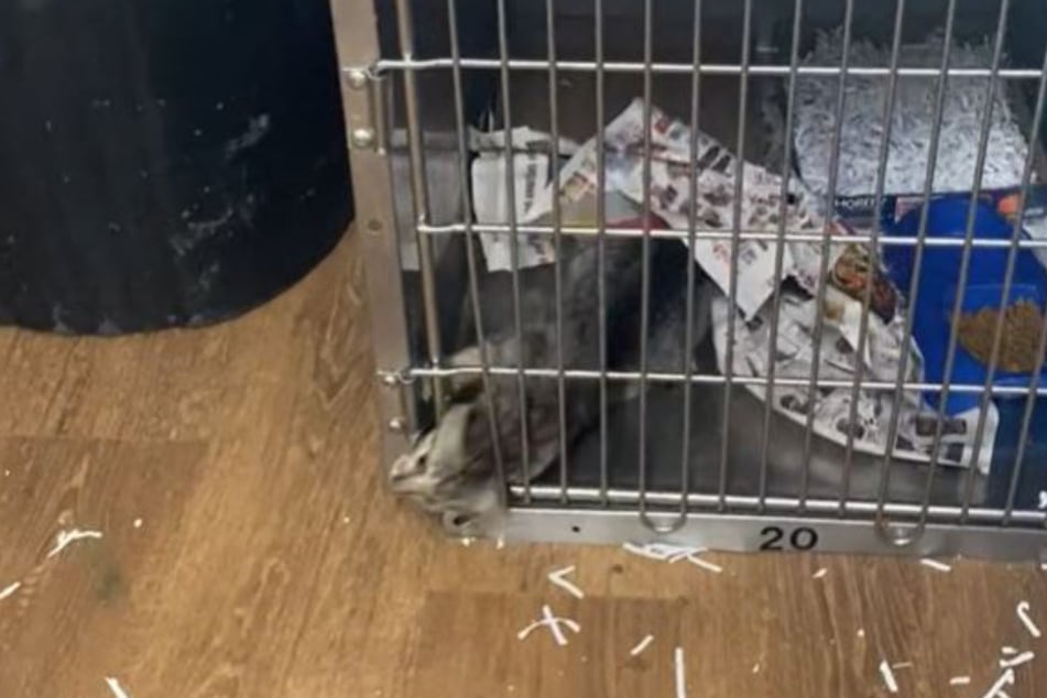 TikTok was stunned to see this little cat escape its cage!