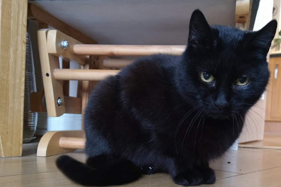 Family misses their black cat for years, then their luck suddenly turns!