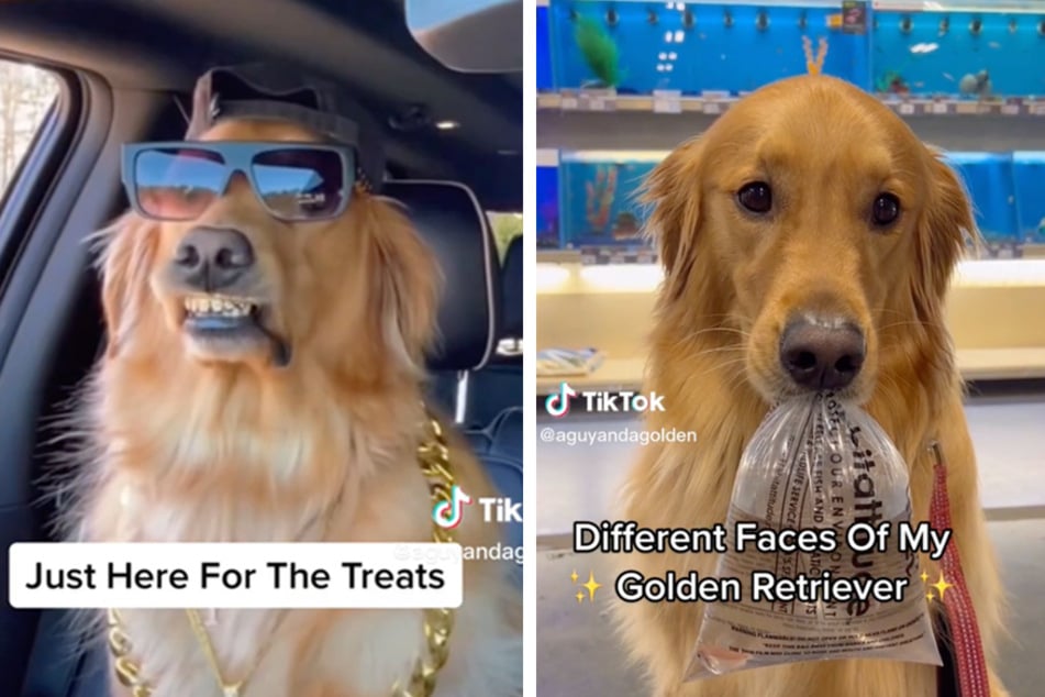 Golden retriever flaunts its many faces in howl-arious TikTok