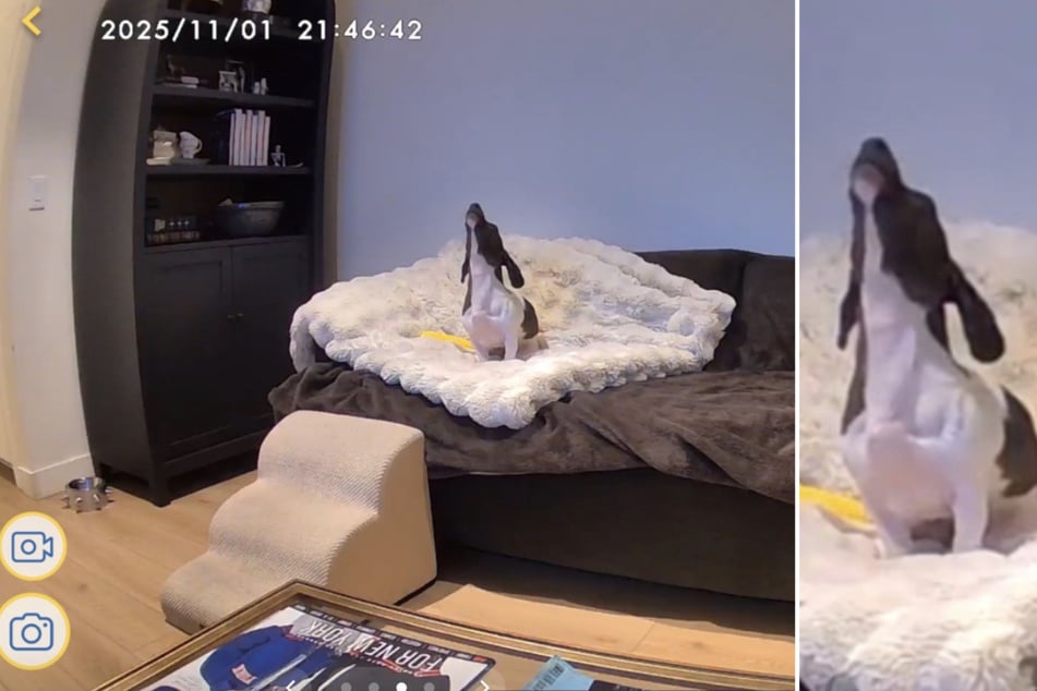 The home camera footage quickly showed that the resident was unfortunately right!