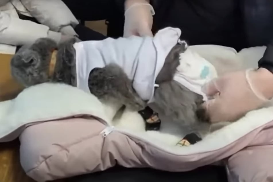 The cat was also wearing a diaper.