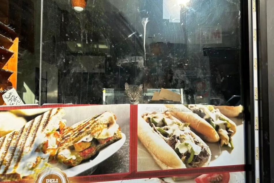 This poor cat sat lonely by the store window every day and meowed for help.