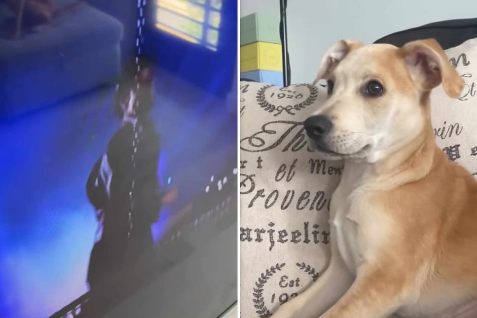 Sandy the dog is obsessed with this iconic movie, and it's easy to see why!