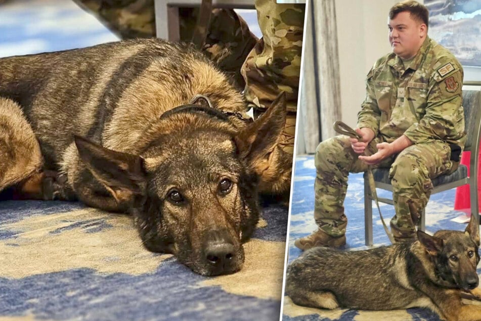 Army dog and trainer/handler reunite after years apart – and there's even more good news!
