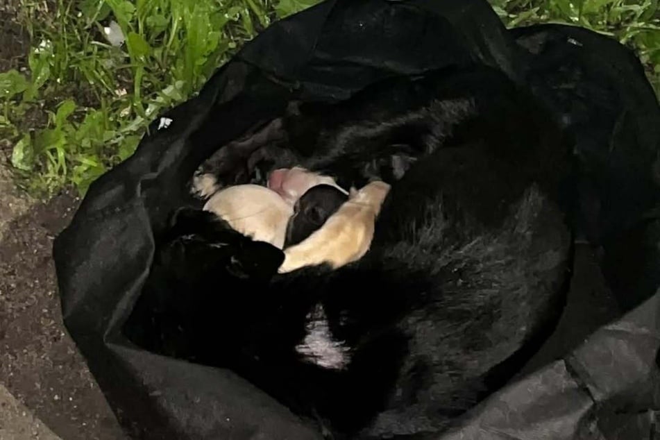 The dog was lying in a garbage bag together with her babies.