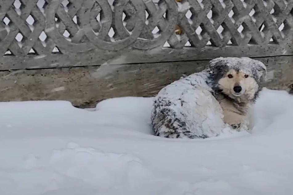 Lonely dog resigns to a tragic fate in the freezing cold – before a miracle arrives!