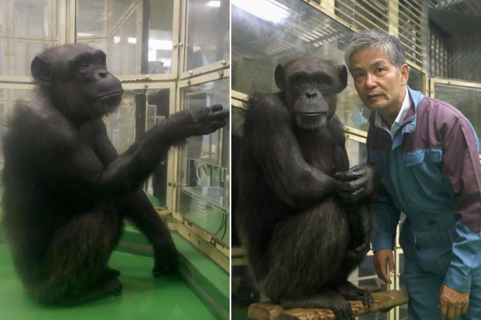 Famous "genius" chimpanzee Ai passes away in Japan