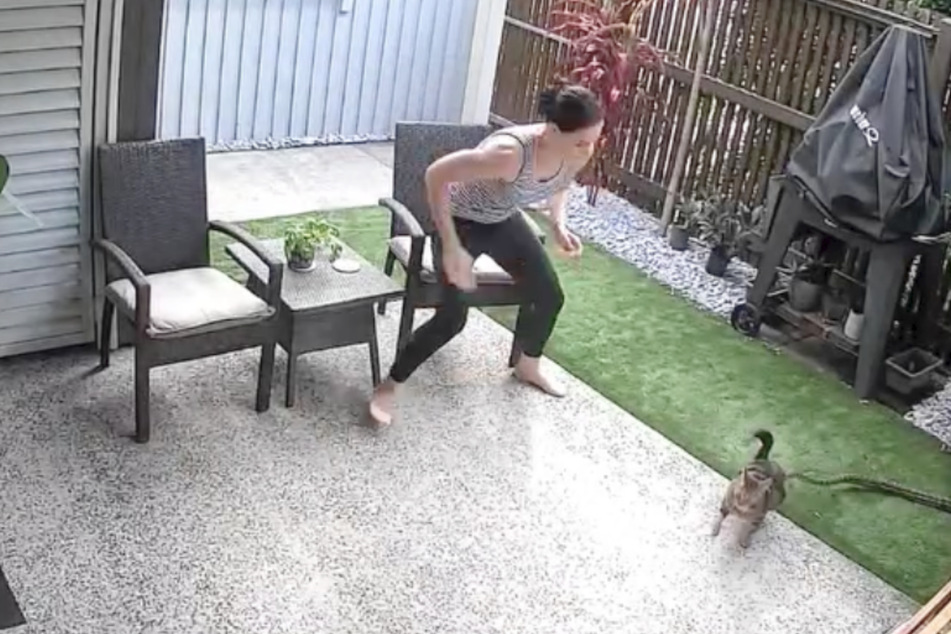 With the snake on its back, the cat ran straight into the house.
