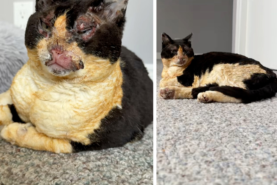 Beth, the barn cat, was horribly disfigured in a fire.