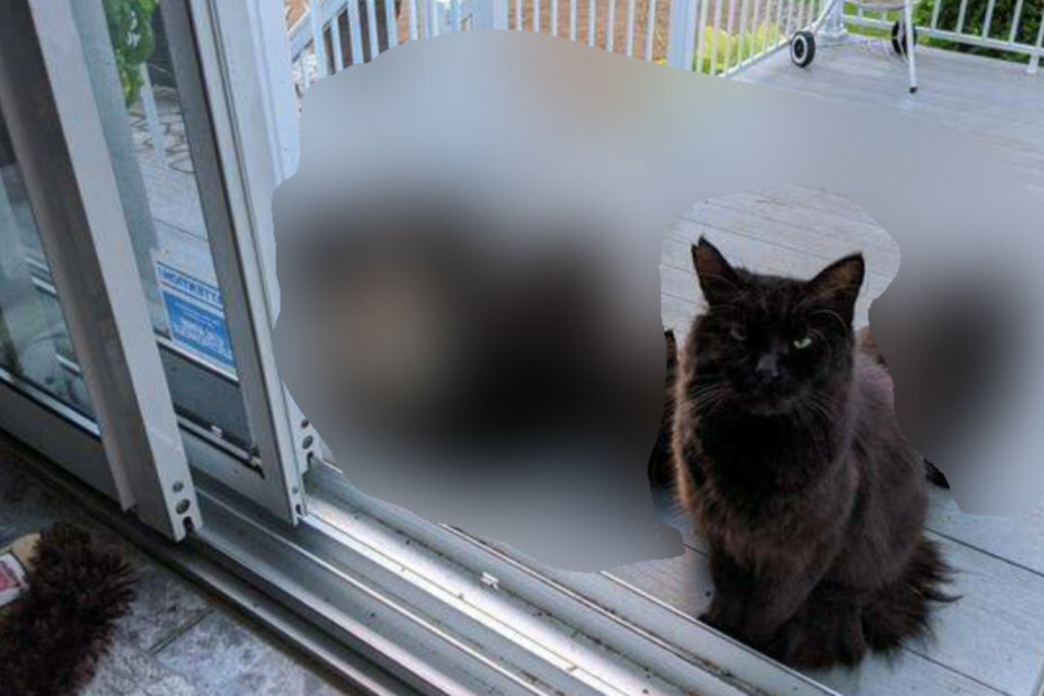 Woman cares for a stray cat and receives six fluffy presents in return