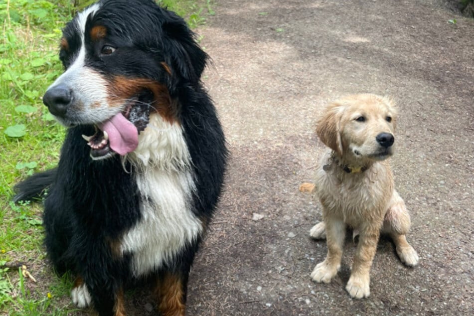 In the meantime, Moos has taken the cheeky Boet to his heart, although they're not best friends just yet.