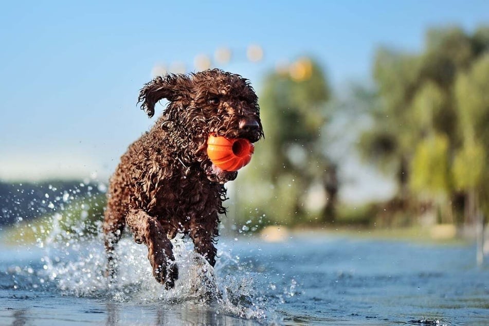 Few dogs are cuter and sweeter than the French water dog, also known as the Barbet.