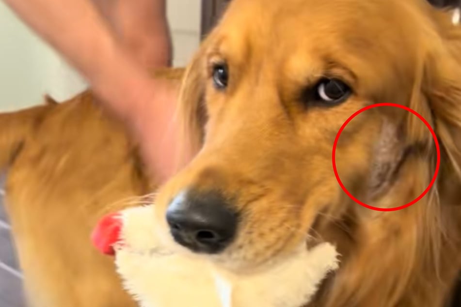 Charlie didn't quite have half his head shaved – just a small spot on his cheek.
