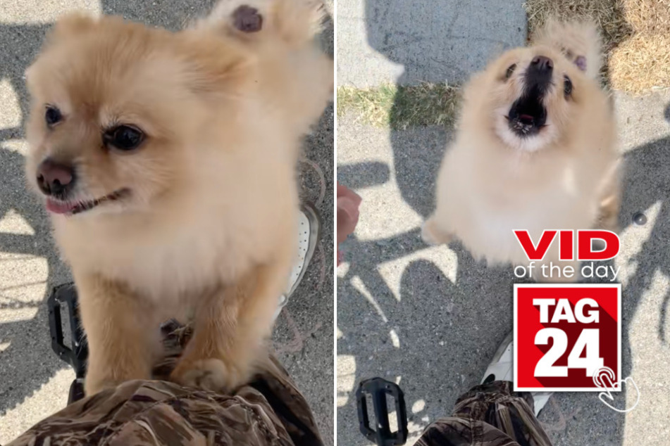 Viral Video of the Day for March 29, 2026: Pomeranian dog screams at man who tries to pet it