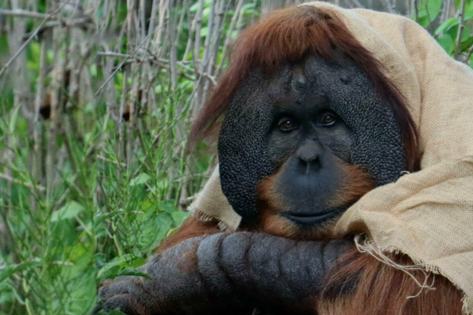 US Zoos celebrate Star Wars Day and the force is strong with these animals