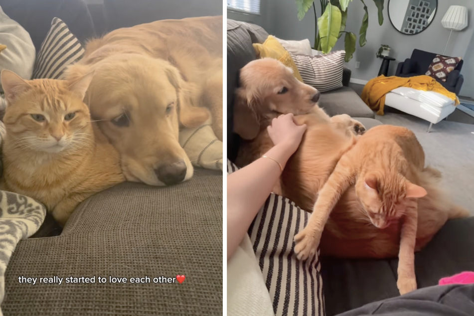 It took a while for the two animals to get used to each other, but the cat and dog are now good friends.