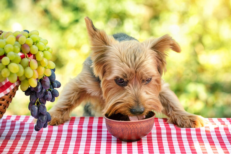 Dogs should never eat grapes or raisins, they can be extremely toxic for dogs.