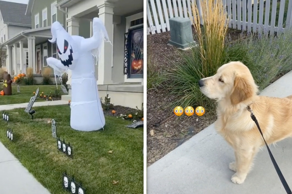 This dog didn't dare to walk by the ghost without using his owner as a human shield.