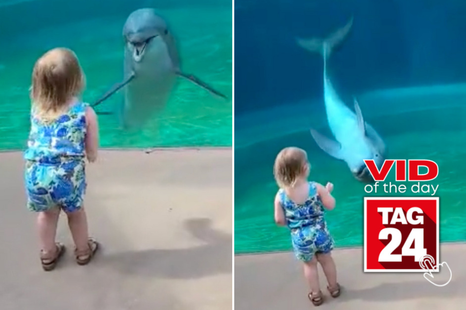 Viral Video of the Day for October 7, 2023: Dolphin shows off for little girl on TikTok!