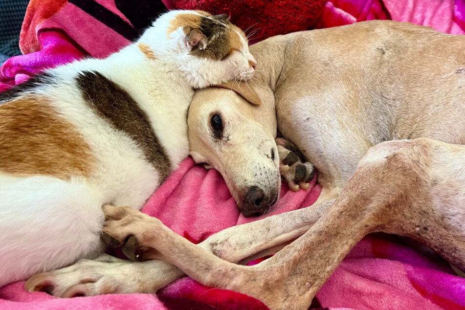 Tilly the cat and Winston the dog were one heart and one soul for three years.