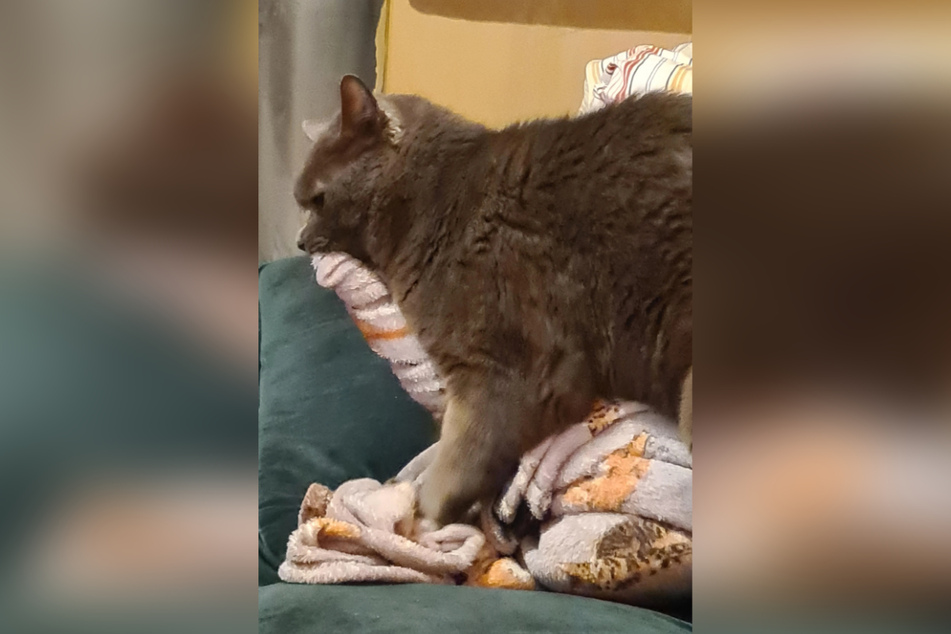 Have you ever seen a cat twist blankets into wound up spirals?