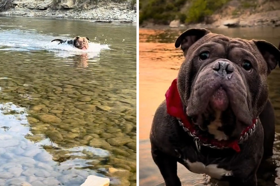Whenever Captain the dog sees a river, he joyously jumps in! Bath time, however, is a different story entirely.