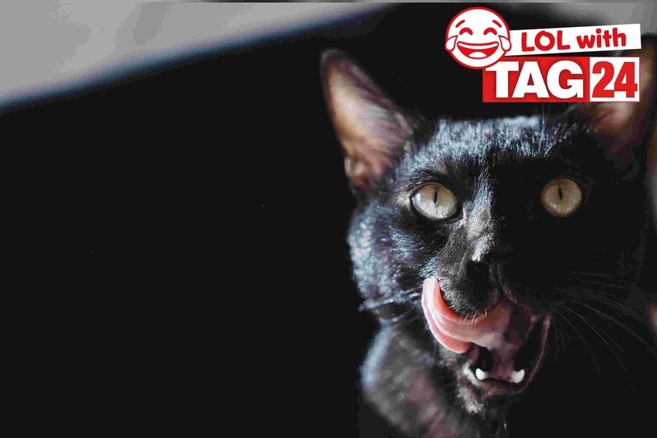 Today's Joke of the Day is feline funny!