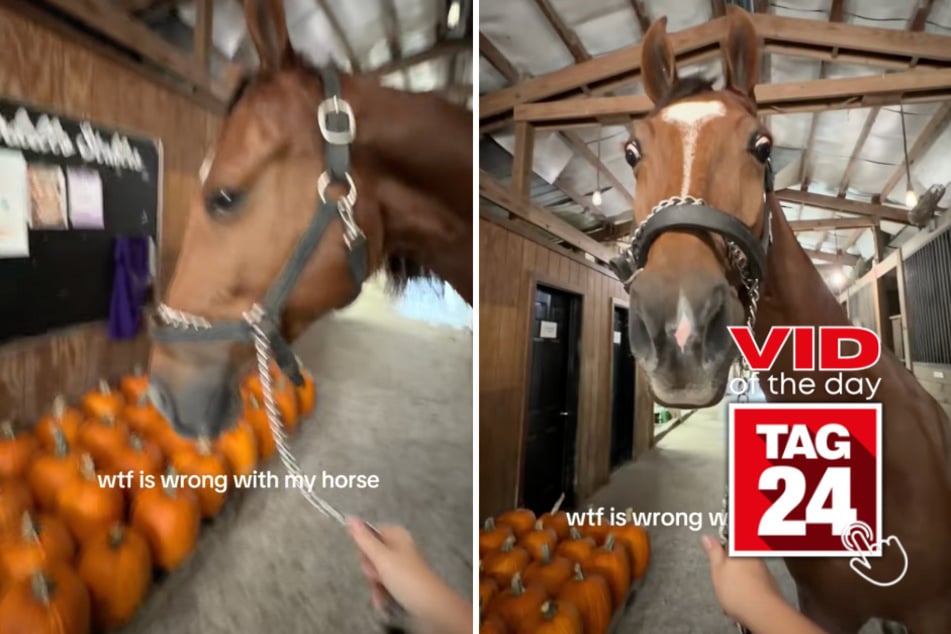 Viral Video of the Day for October 15, 2026: Horse has a hilariously suspicious reaction to pumpkins