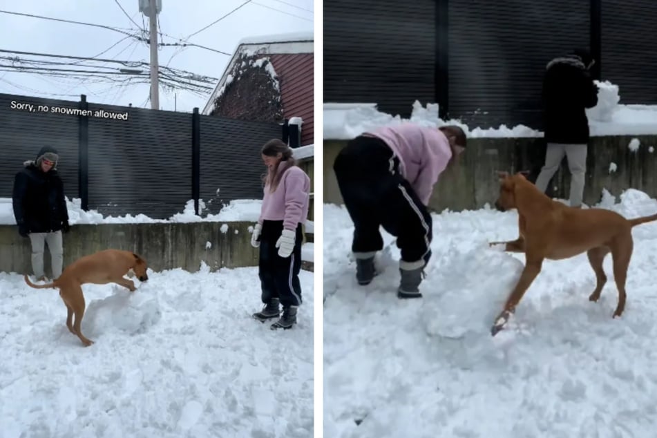 Couple wants to build a snowman – but their dog has other plans!