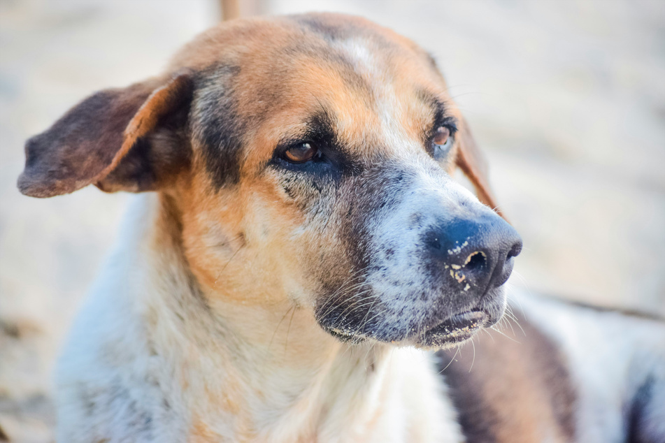 It is commonly known that humans can get sick from their dogs, but what about the other way around?