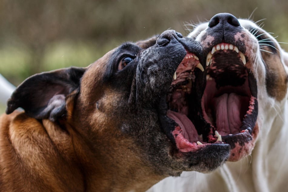 Seven-year-old mauled to death while dog-sitting neighbors' pit bulls