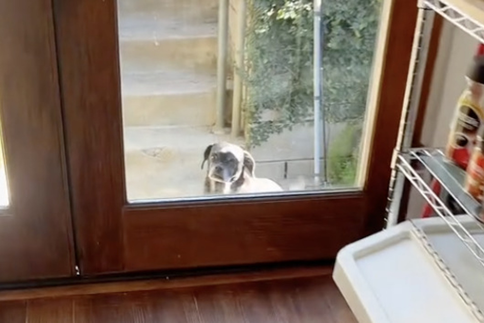 As a young woman named Langley reported on TikTok, she recently heard a scratching noise at the front door. Shortly after, her heart warmed to see a little dog looking up at her!