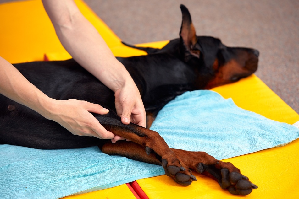 If a dog has sore muscles, massages can help.