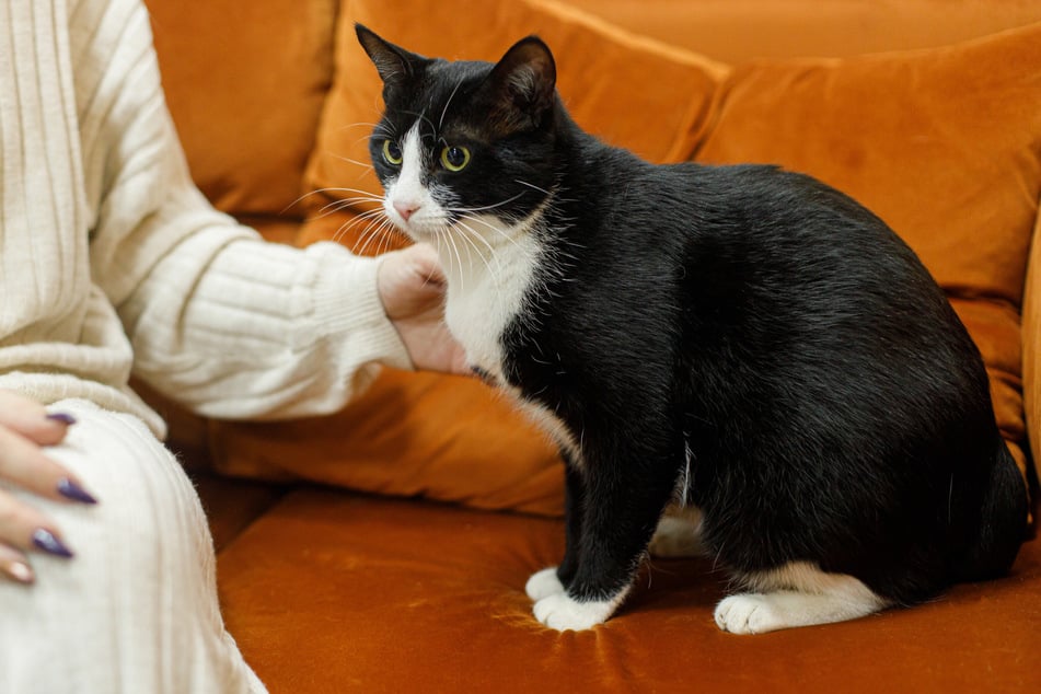 Cats love to spend time with their humans, but they are very cautious with outsiders.