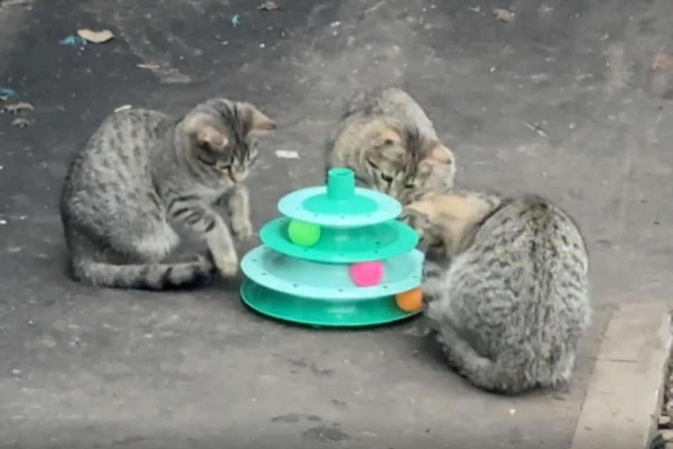 A cat owner found three shy homeless kittens on the street – what she did next warmed the hearts of many internet users.